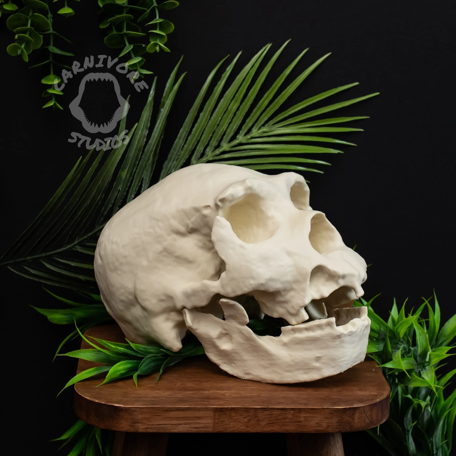 Life Size Homo heidelbergensis Skull - Fossil Replica 9 inch with Separate Jaw Bone F