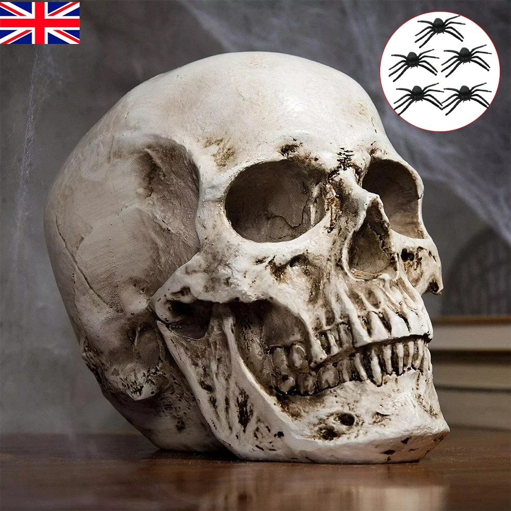 Human Skull Replica Resin Model Realistic Life Size 1:1 Skeleton Medical Prop